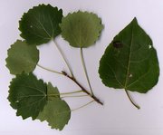 Eurasian Aspen leaves; adult leaves and shoot left, juvenile leaf right