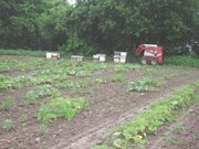 Beehives set up for pollination