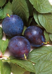 Bluebyrd plum