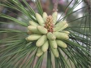 Loblolly Pine male cones