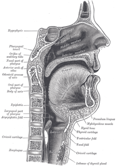 Sagittal section of nose mouth, pharynx, and larynx