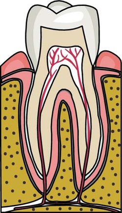 Tooth Clipart provided by Classroom Clip Art (http://classroomclipart.com)
