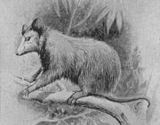 Sketch of Virginia Opossum.