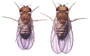 Male (left) and female fruit flies.