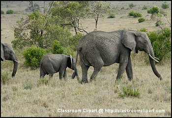 African Elephant with calf, in Kenya.