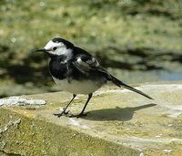 Adult male Pied Wagtail
