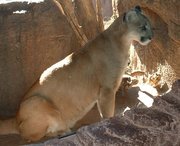 Puma, photographed in the , Tucson, Arizona
