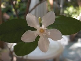 Apocynaceae Wrightia antidysenterica พุดพิชญา (Pudpitchaya)