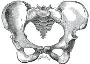 Human female pelvis, viewed from front
