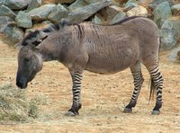 A "Zeedonk", a zebra/donkey hybrid