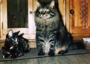 A Tabby-colored Maine Coon adult male (right) next to an average sized adult tortoiseshell mixed breed female