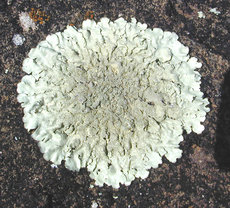 Foliose lichen on basalt