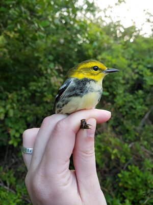 This Black-throated Green Warbler is one of 38 species of warbler banded