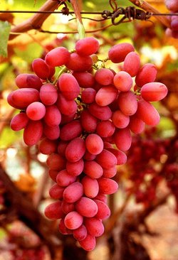 Winegrapes on the vine