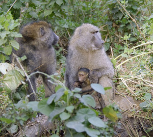 Baby Baboon with Mother.