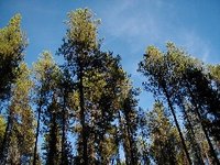 Lodgepole Pines (subsp. latifolia) in 