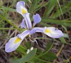A blue flag iris is the provincial flower of 