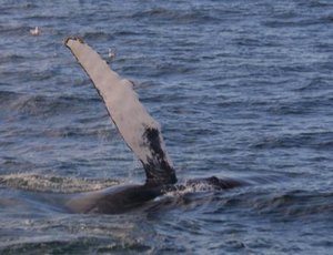 A humpback flipper-slapping