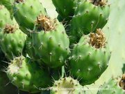A cactus .