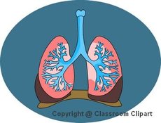 Illustration of the lungs. Image provided by Classroom Clip Art (http://classroomclipart.com)