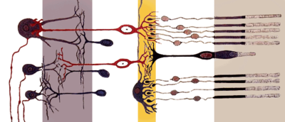 Retina's simplified axial organisation. The retina is a stack of several neuronal layers. Light is concentrated from the eye and passes across these layers (from left to right) to hit the photoreceptors (right layer). This elicits chemical transformation mediating a propagation of signal to the bipolar and horizontal cells (middle yellow layer). The signal is then propagated to the amacrine and ganglion cells. These neurons ultimately may produce action potentials on their axons. This spatiotemporal pattern of spikes determines the raw input from the eyes to the brain. (Modified from a drawing by .)