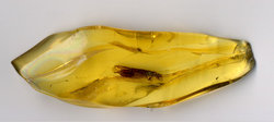 An insect trapped in amber. The amber piece is 10 mm (0.4 inches) long. In the enlarged picture, the insect's antennae are easily seen.