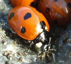 Ladybug closeup from Minnesota