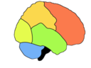 Lobes of the human brain (Frontal Lobe is shown in red)