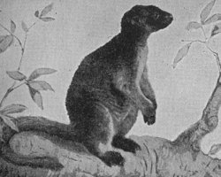 Lumholtz's Tree Kangaroo
