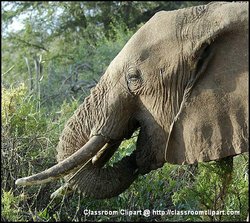 African Savannah Elephant. 