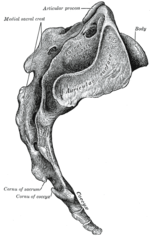Sacrum, lateral surface