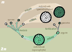 Sporic meiosis