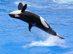 A jumping orca