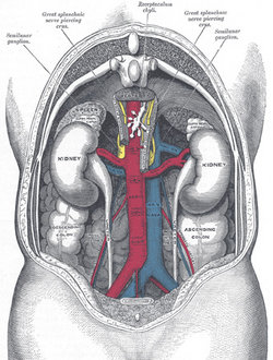 Kidneys viewed from behind with spine removed