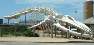 Blue whale skeleton, outside the Long Marine Laboratory at the 