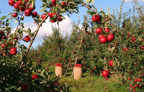 Barrels of Apples in an apple orchard