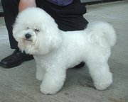 The  is an example of a toy dog that requires considerable grooming.