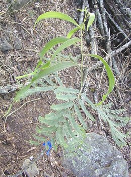 A young Koa tree showing compound leaves and phyllodes