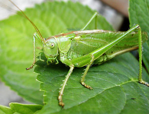 A long-horned grasshopper sitting on a leaf.