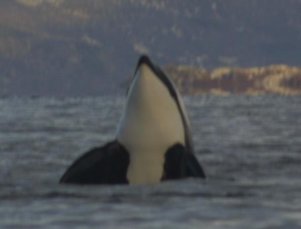 Orcas often raise their body out of the water in a behaviour called . Scientists debate its purpose.