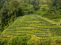 Tea plantation in Malaysia 