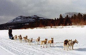 A ten-dog team of Seppala Siberian Sleddogs in tandem hitch on a frozen Yukon lake (Photo by Isa Boucher)