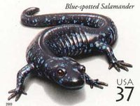 Postal stamp showing a Blue-spotted Salamander