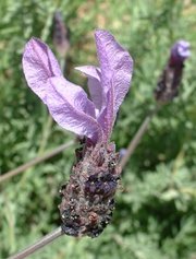 Flower of cultivated lavender; Lavandula stoechas or Spanish lavender