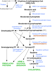 The HMG-CoA reductase pathway