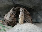 A meerkat of unknown origin