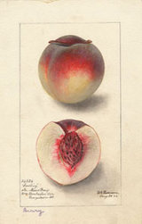 Peach (variety Berry) - watercolor 1895