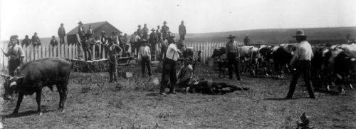 American Indian youths learning to brand cattle at the Seger Indian Industrial School near Colony—on the old Cheyenne-Arapaho reservation in Oklahoma Territory, ca. 1900.