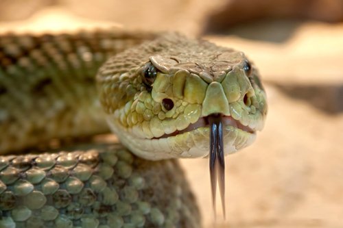 Rattlesnake Closeup