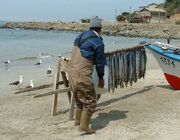 A fisherman in central Chile